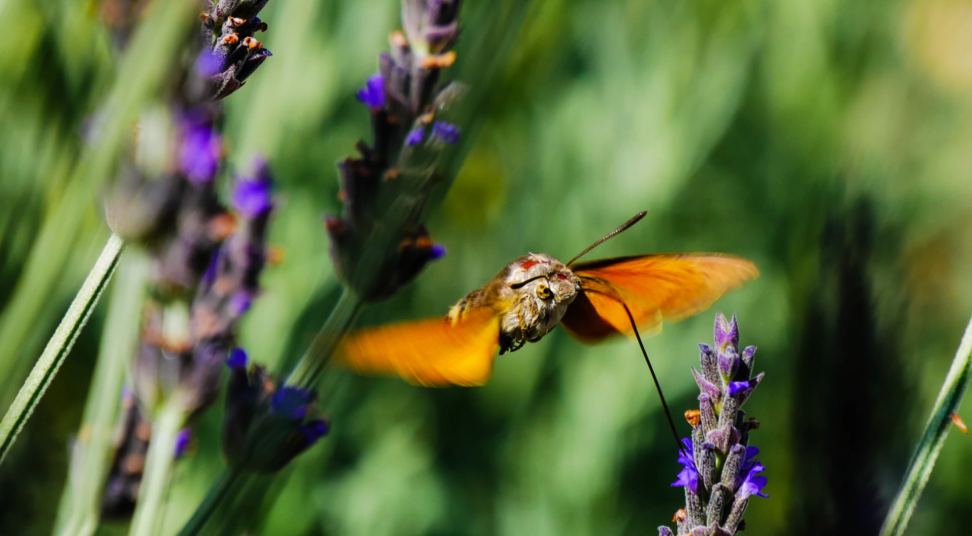 macro