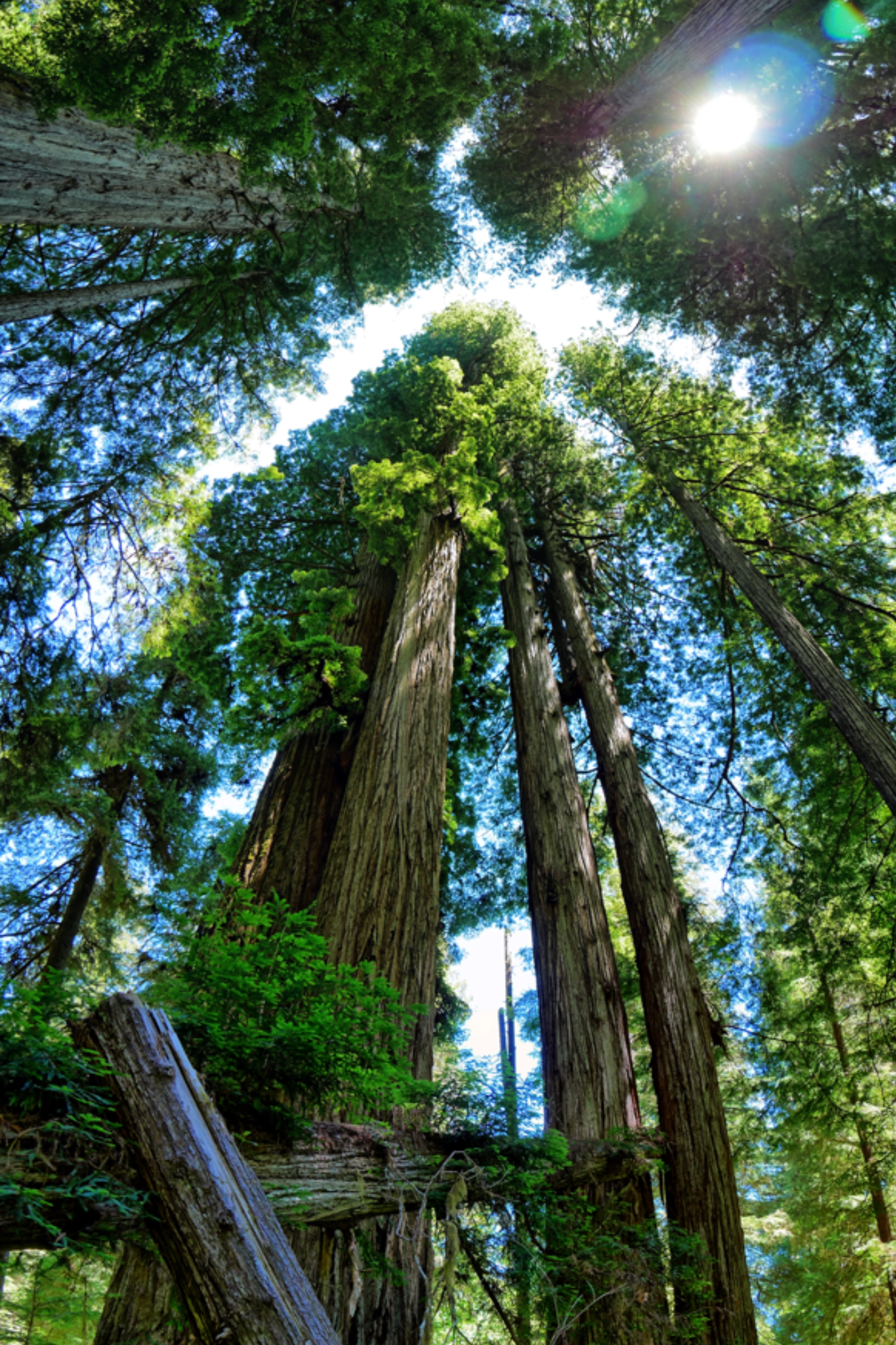 redwood